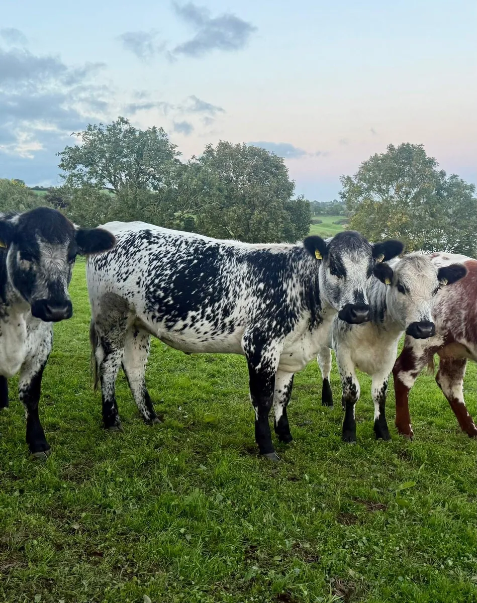 In calf and maiden heifers - Image 3