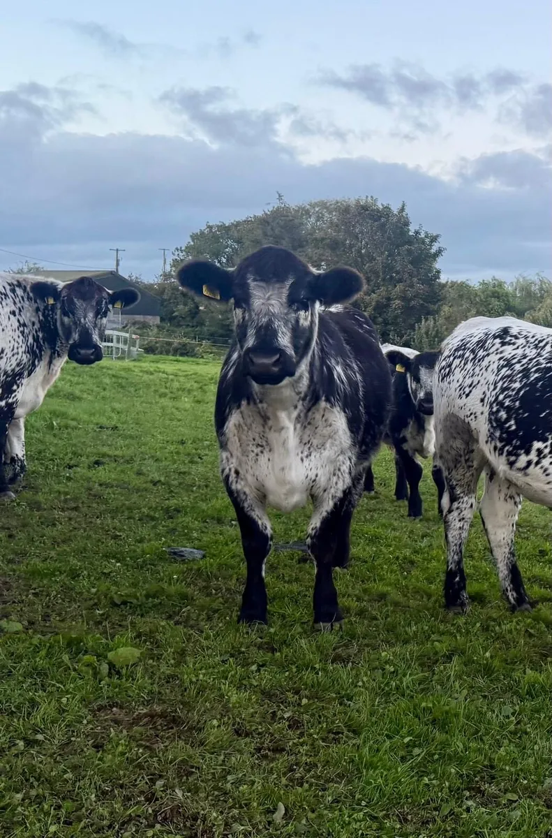 In calf and maiden heifers - Image 2