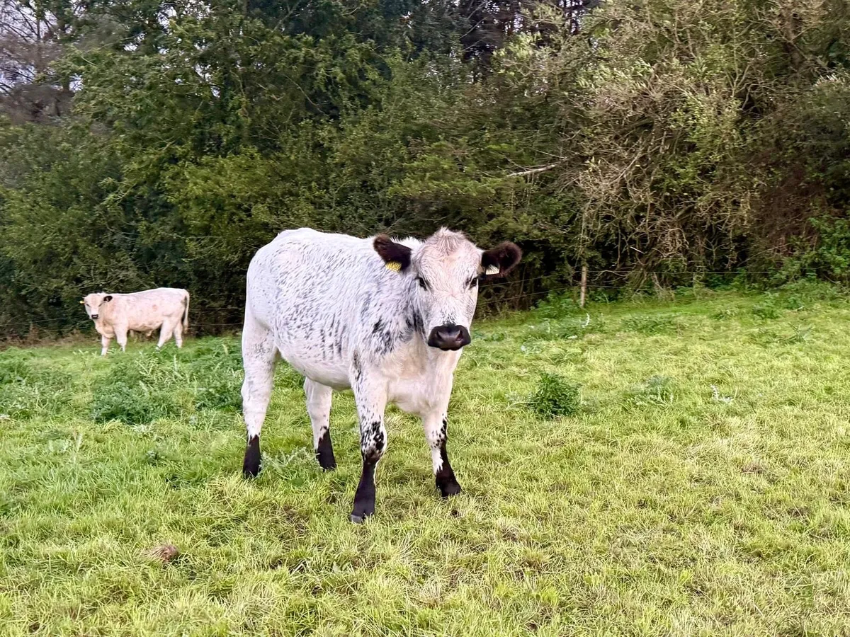 In calf and maiden heifers - Image 4