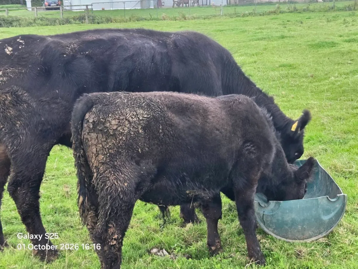 5year PBR Angus Cow & PBNR weaning bull - Image 4
