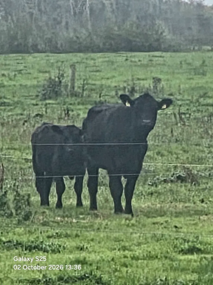 5year PBR Angus Cow & PBNR weaning bull - Image 1