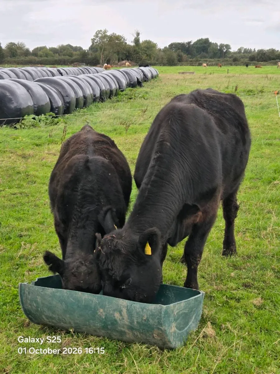 5year PBR Angus Cow & PBNR weaning bull - Image 2