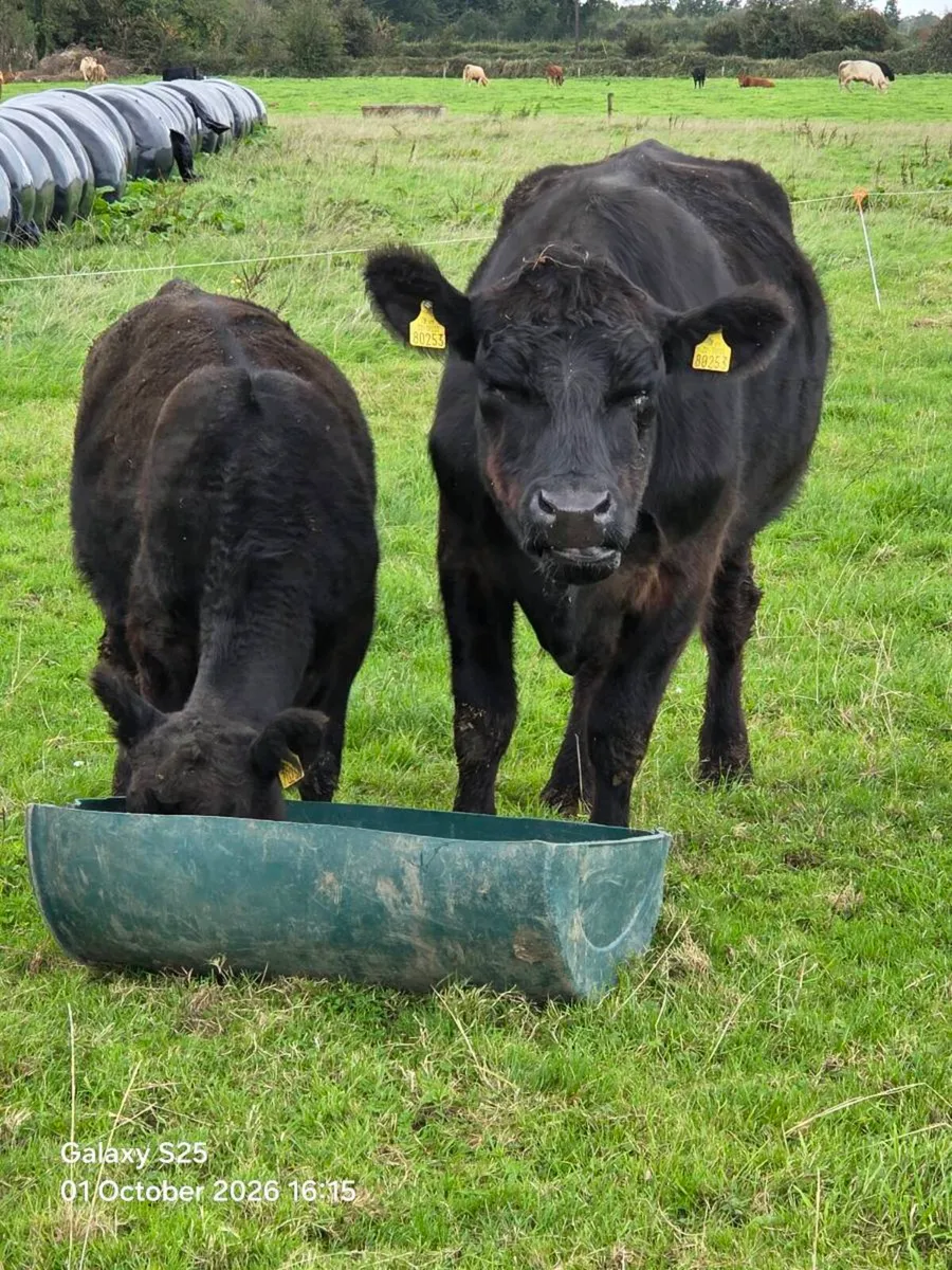 5year PBR Angus Cow & PBNR weaning bull - Image 3