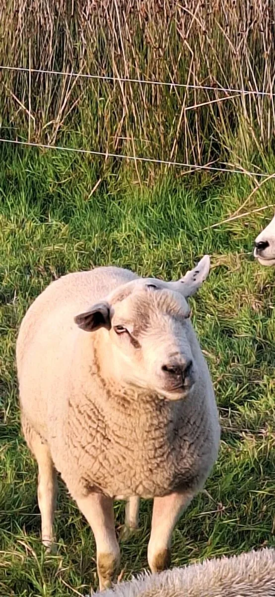 Charollais Ram - Image 4
