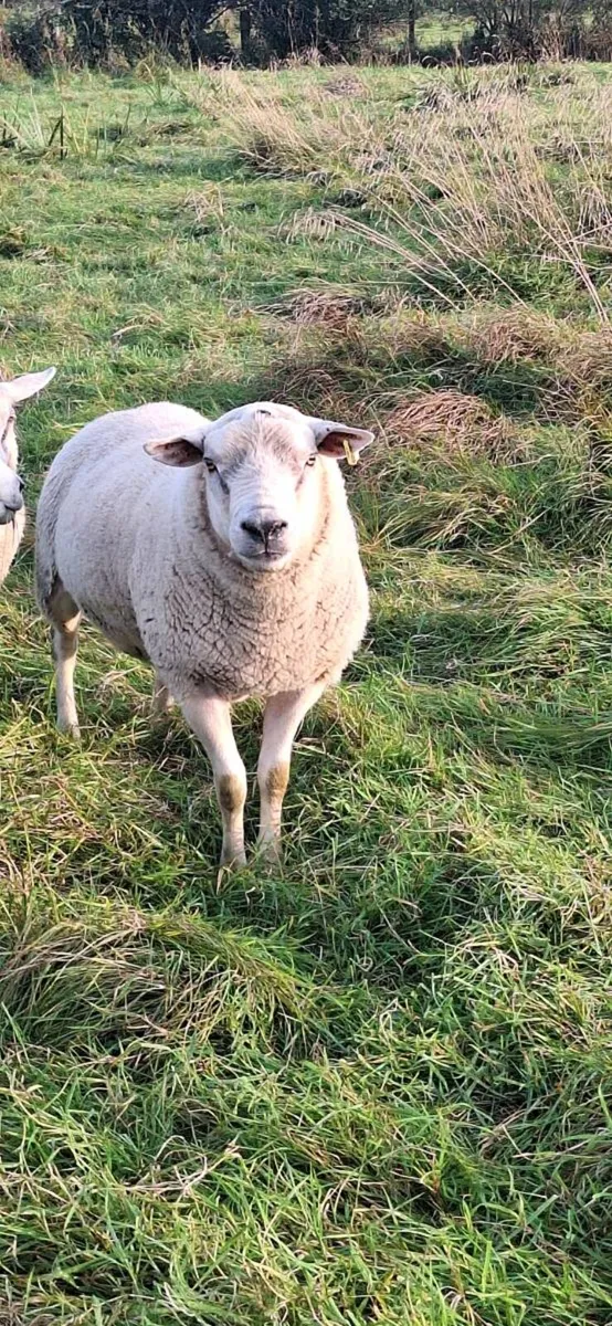 Charollais Ram - Image 1