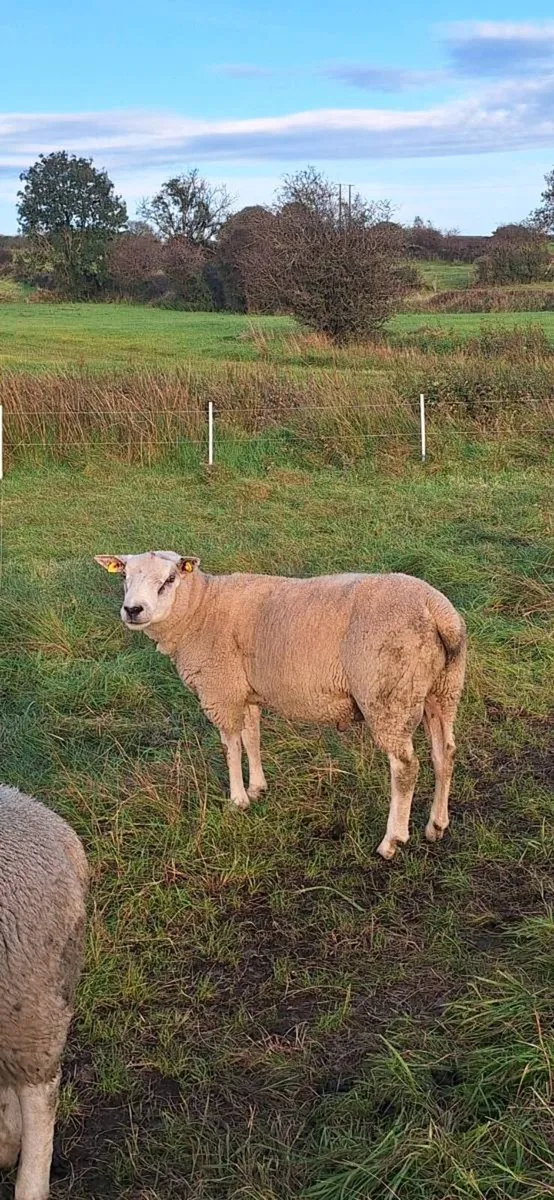 Charollais Ram - Image 2
