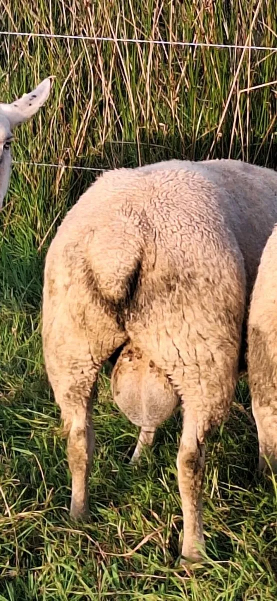 Charollais Ram - Image 3