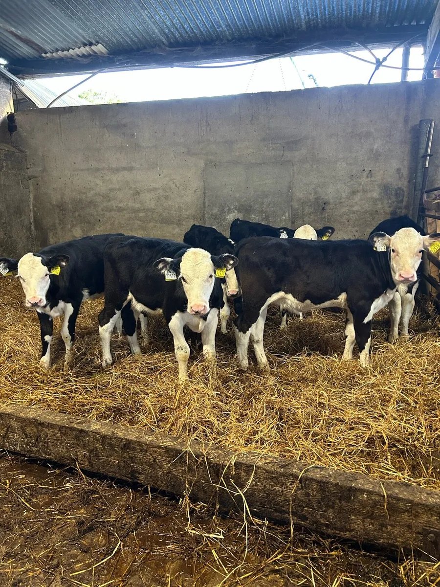 Calves - Image 1