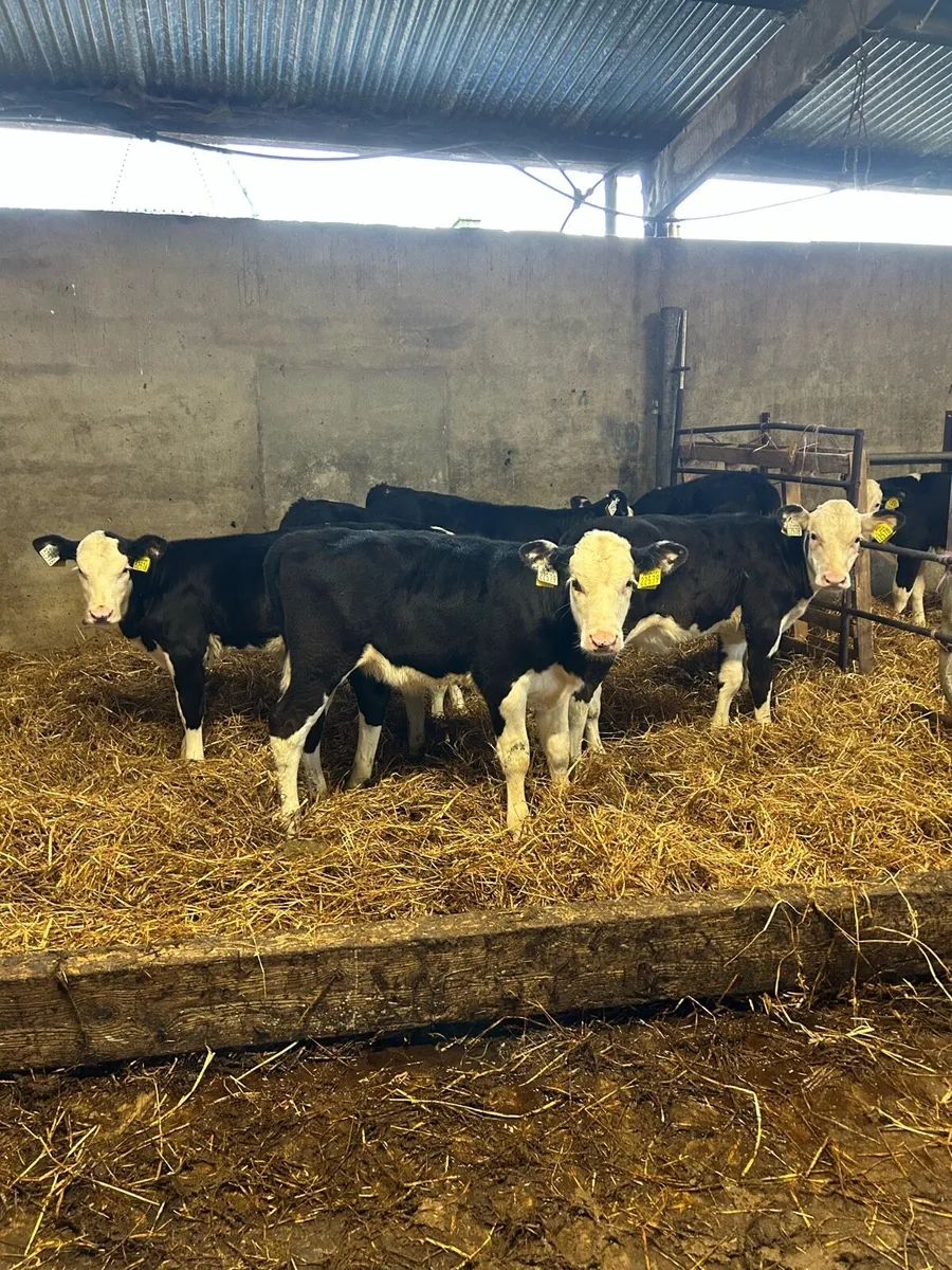 Calves - Image 2