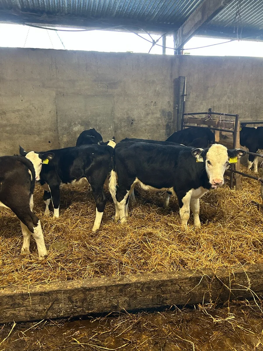 Calves - Image 3