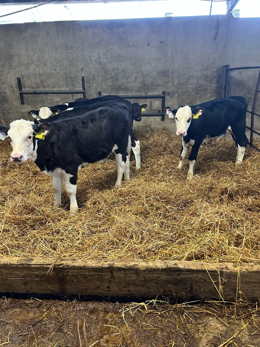 Calves - Image 4