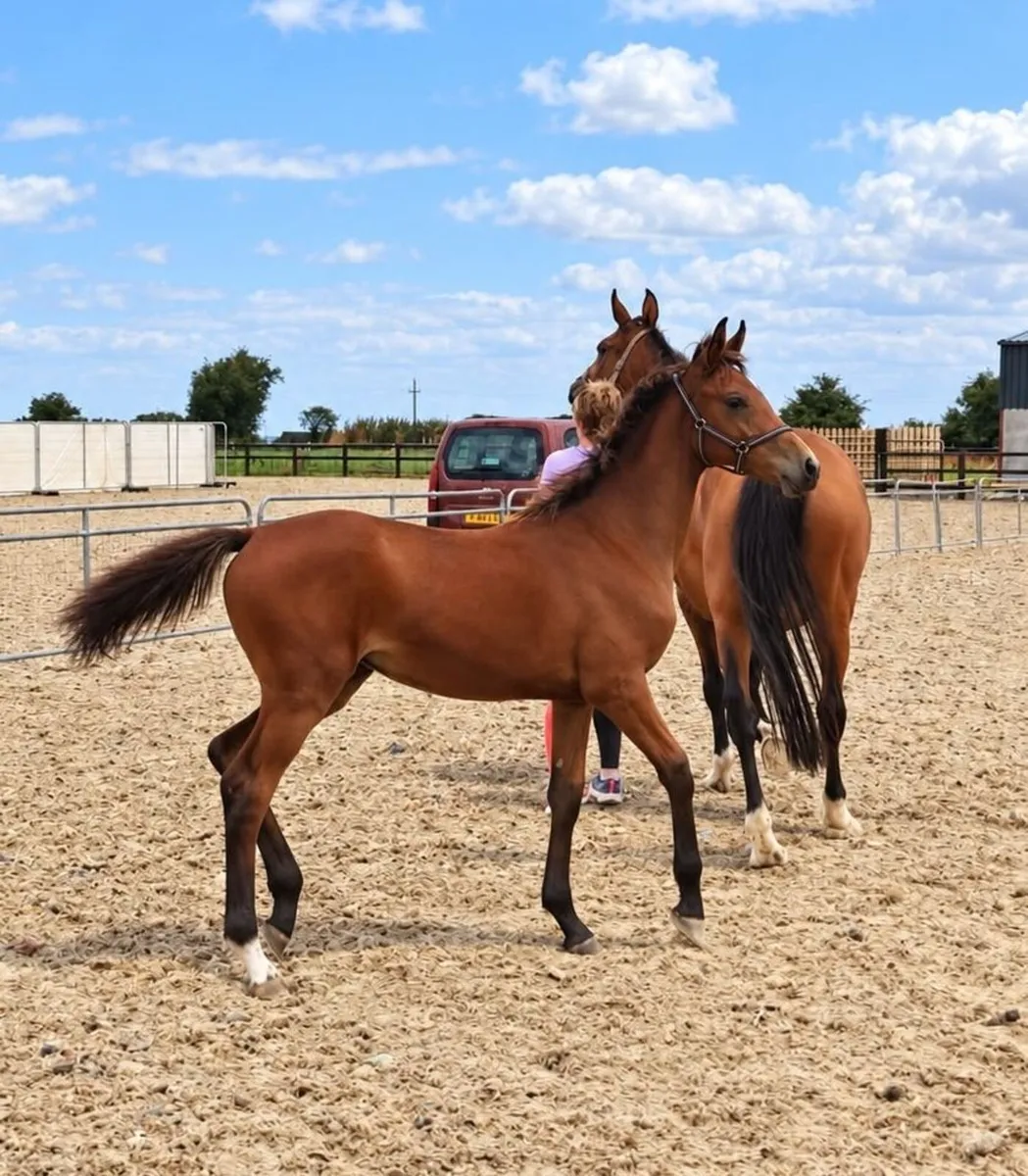 Filly Foal - Image 1