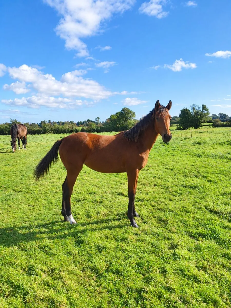 Filly Foal - Image 2