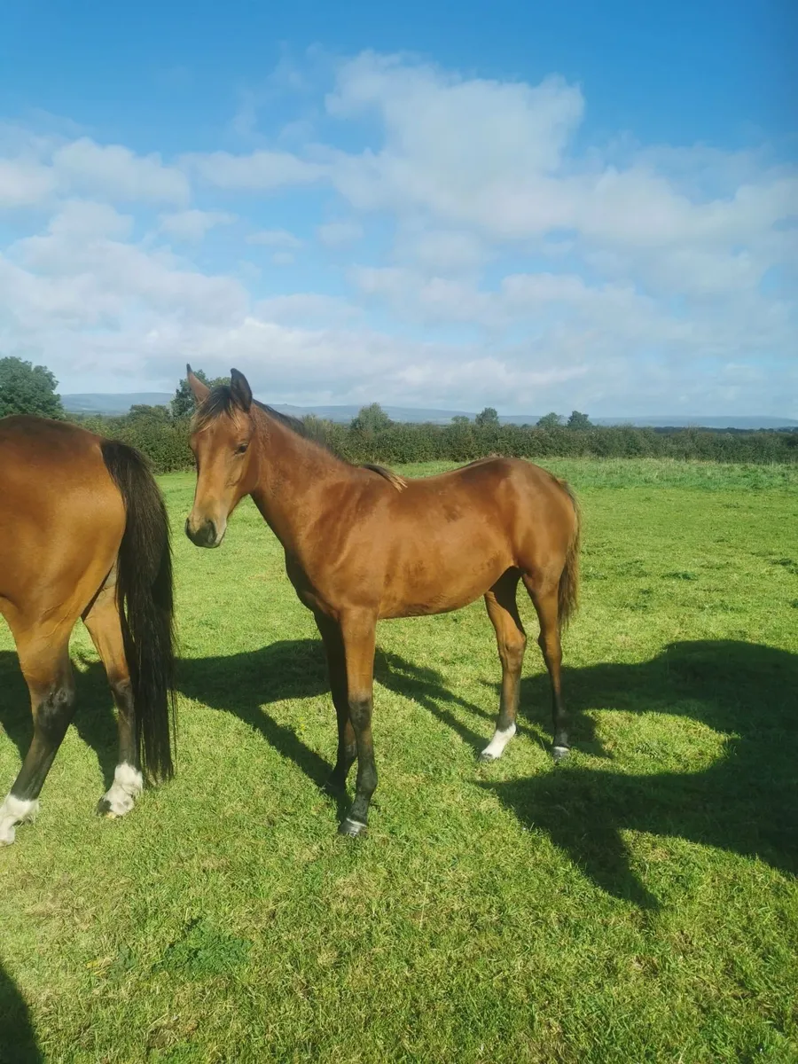 Filly Foal - Image 3
