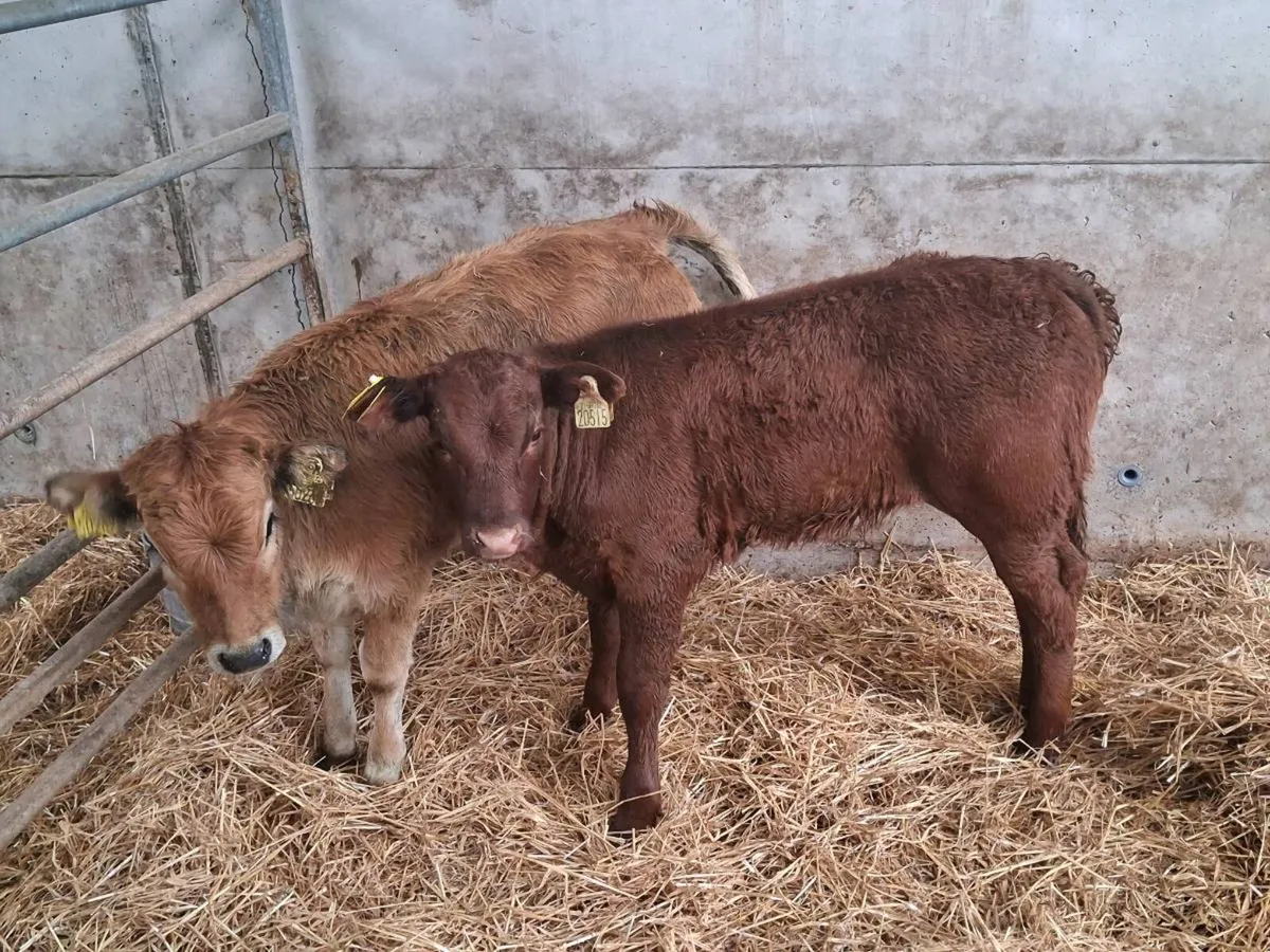 2 SUCKLER BRED HEIFERS - Image 1