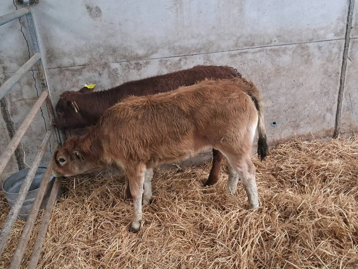 2 SUCKLER BRED HEIFERS - Image 2