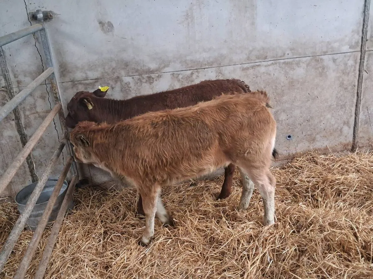 2 SUCKLER BRED HEIFERS - Image 3