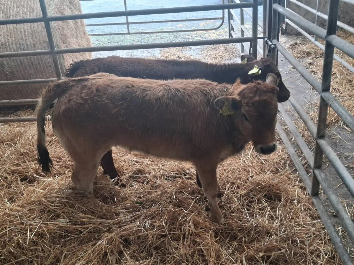 2 SUCKLER BRED HEIFERS - Image 4