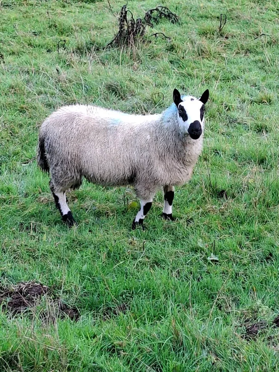 Kerryhill ram lamb and hoggett rams - Image 1