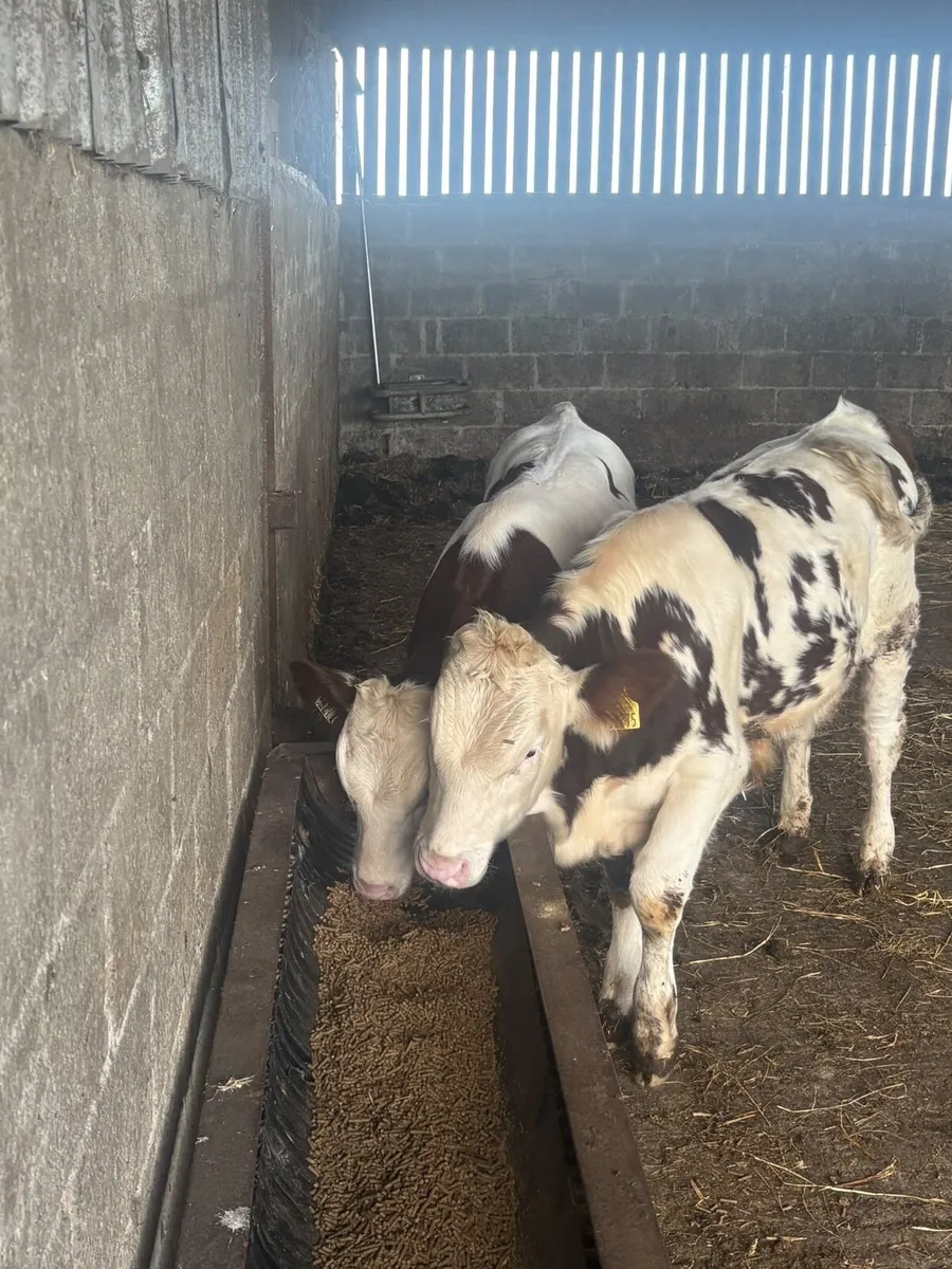 Mont Beliarde Bulls - Image 1