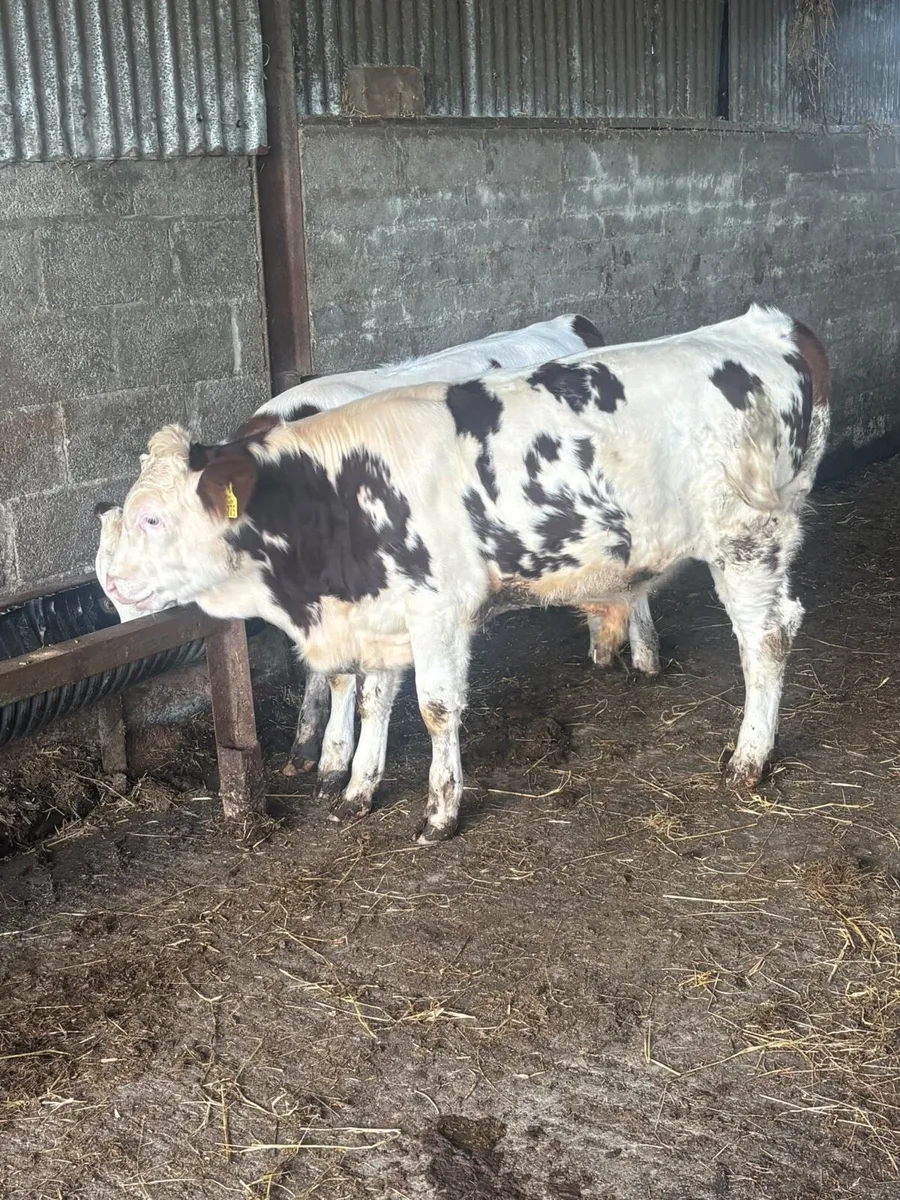 Mont Beliarde Bulls - Image 2