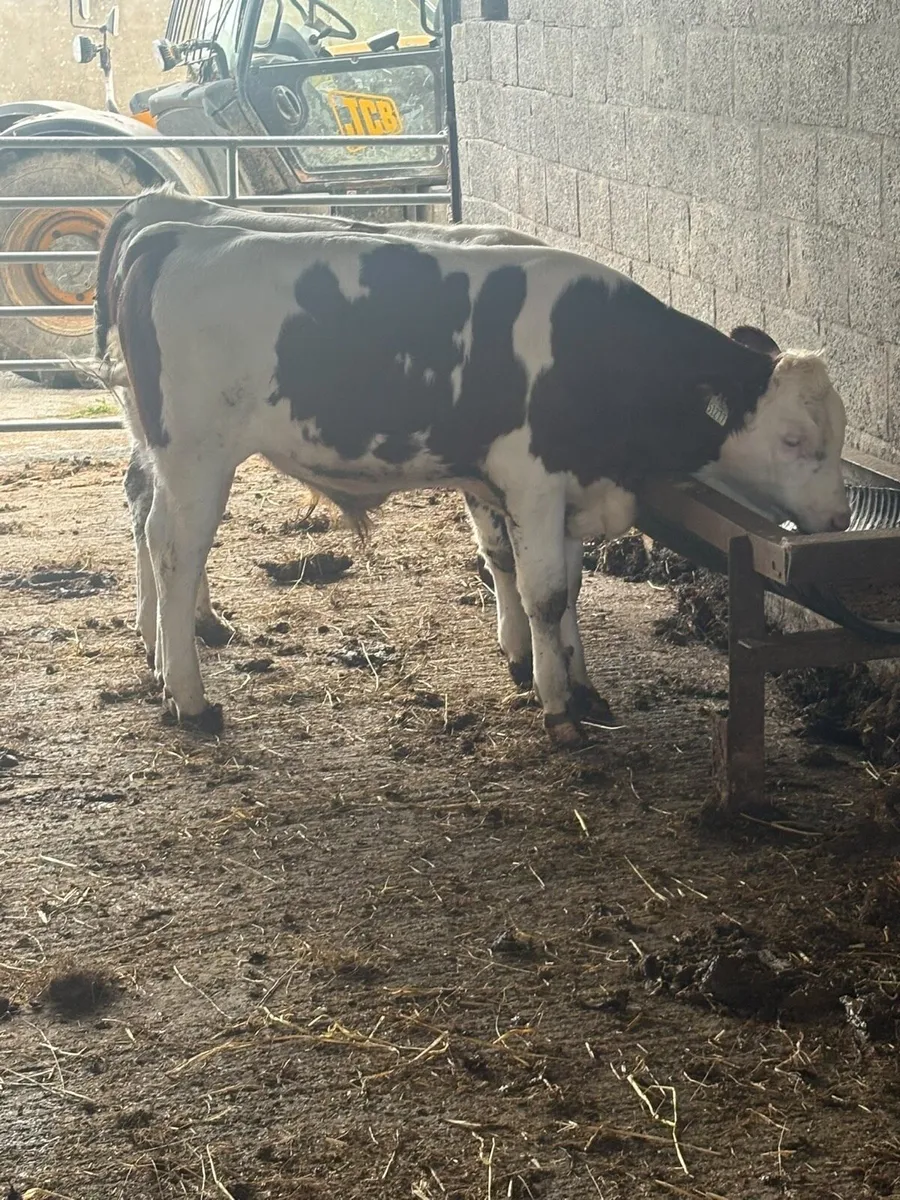 Mont Beliarde Bulls - Image 3