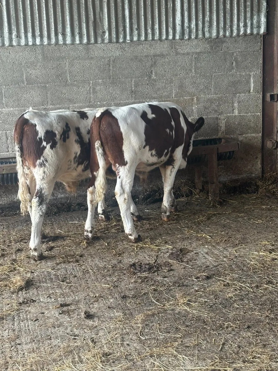 Mont Beliarde Bulls - Image 4