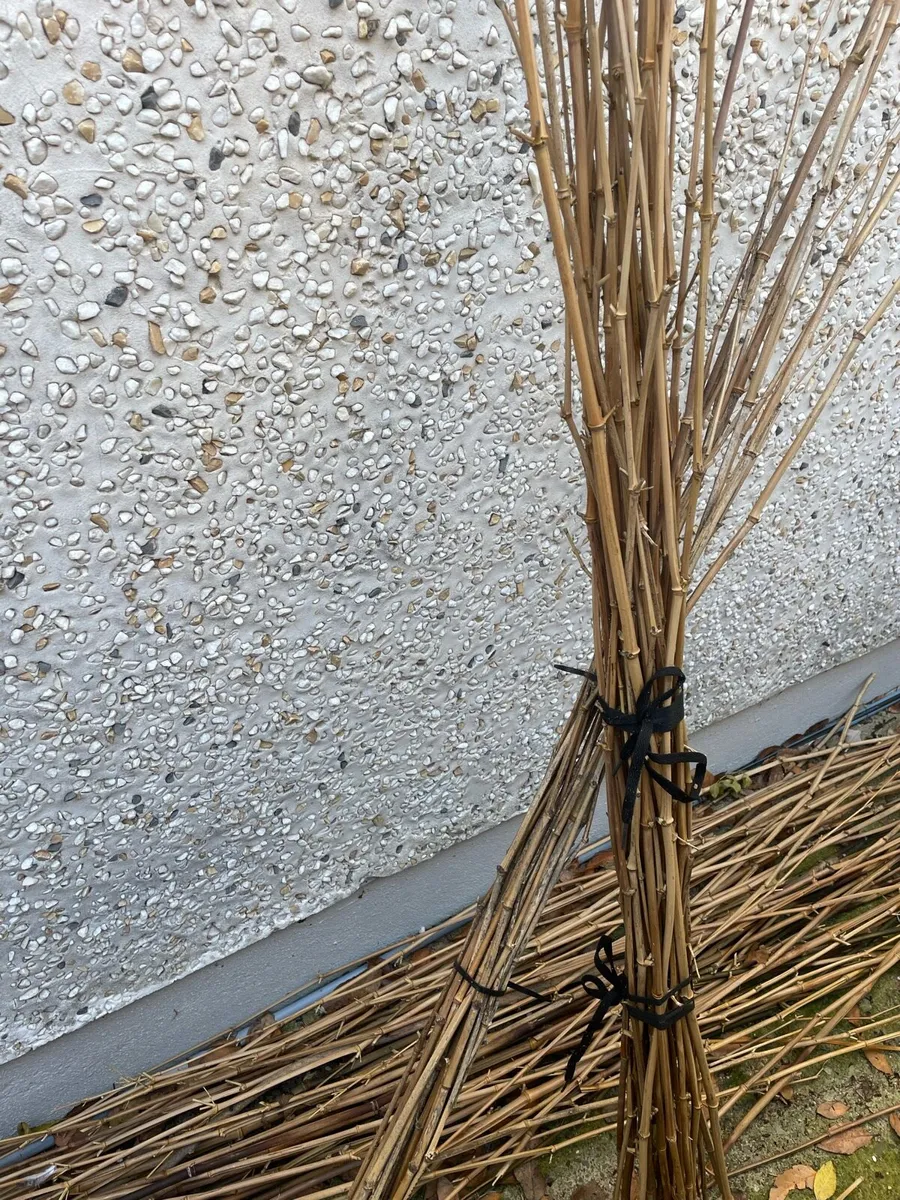 Free bamboo cane cuttings