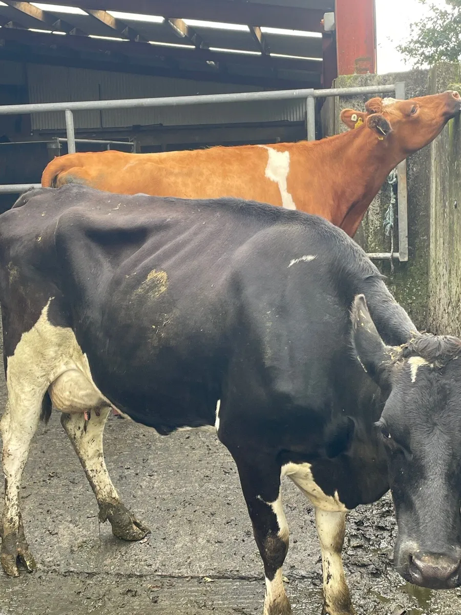 Autumn calving cows - Image 1