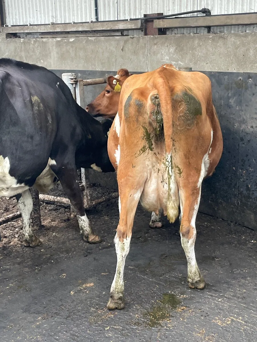 Autumn calving cows - Image 2