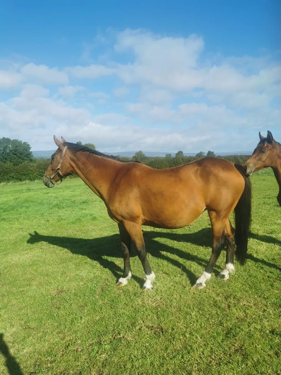 Quality Mare - Image 1