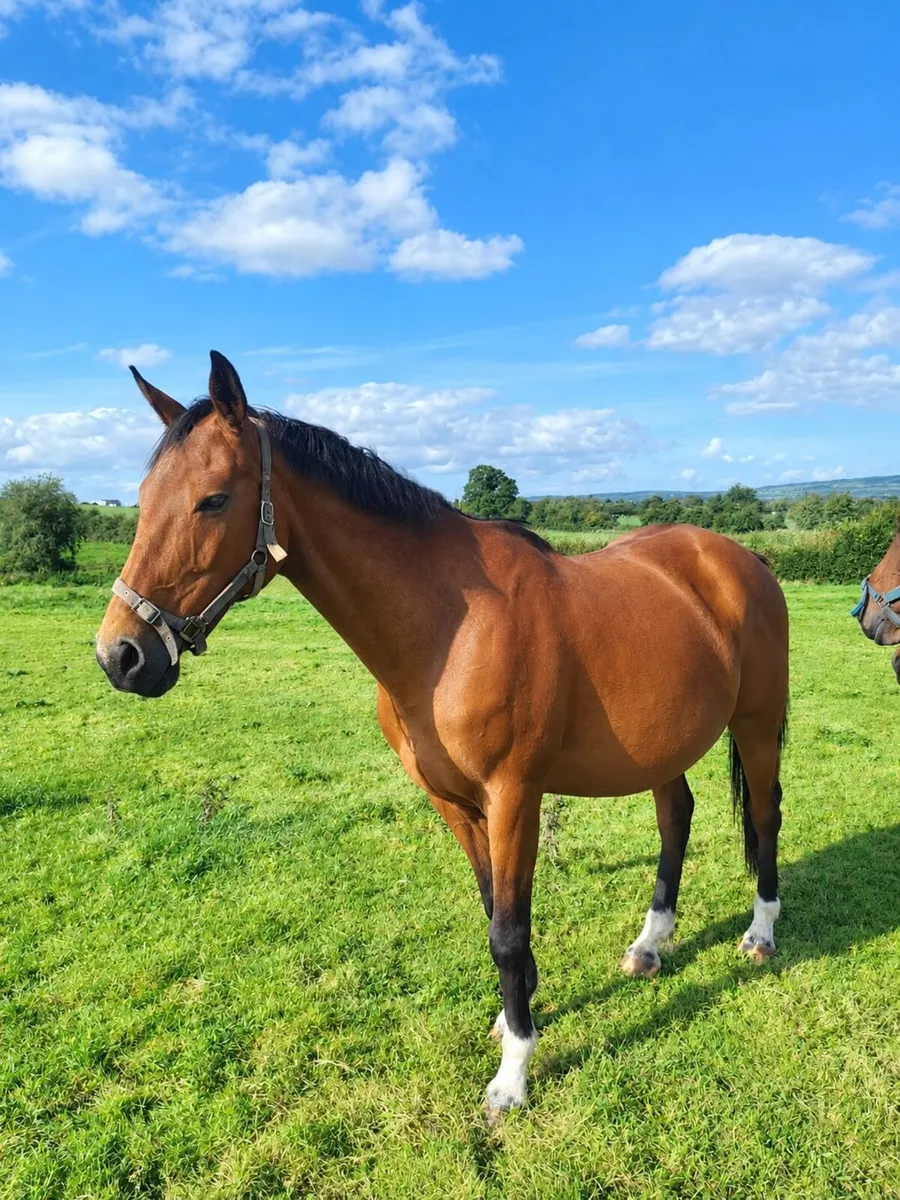 Quality Mare - Image 3