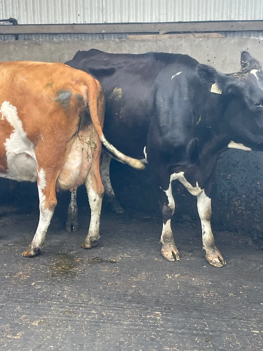 Autumn calving cows - Image 3
