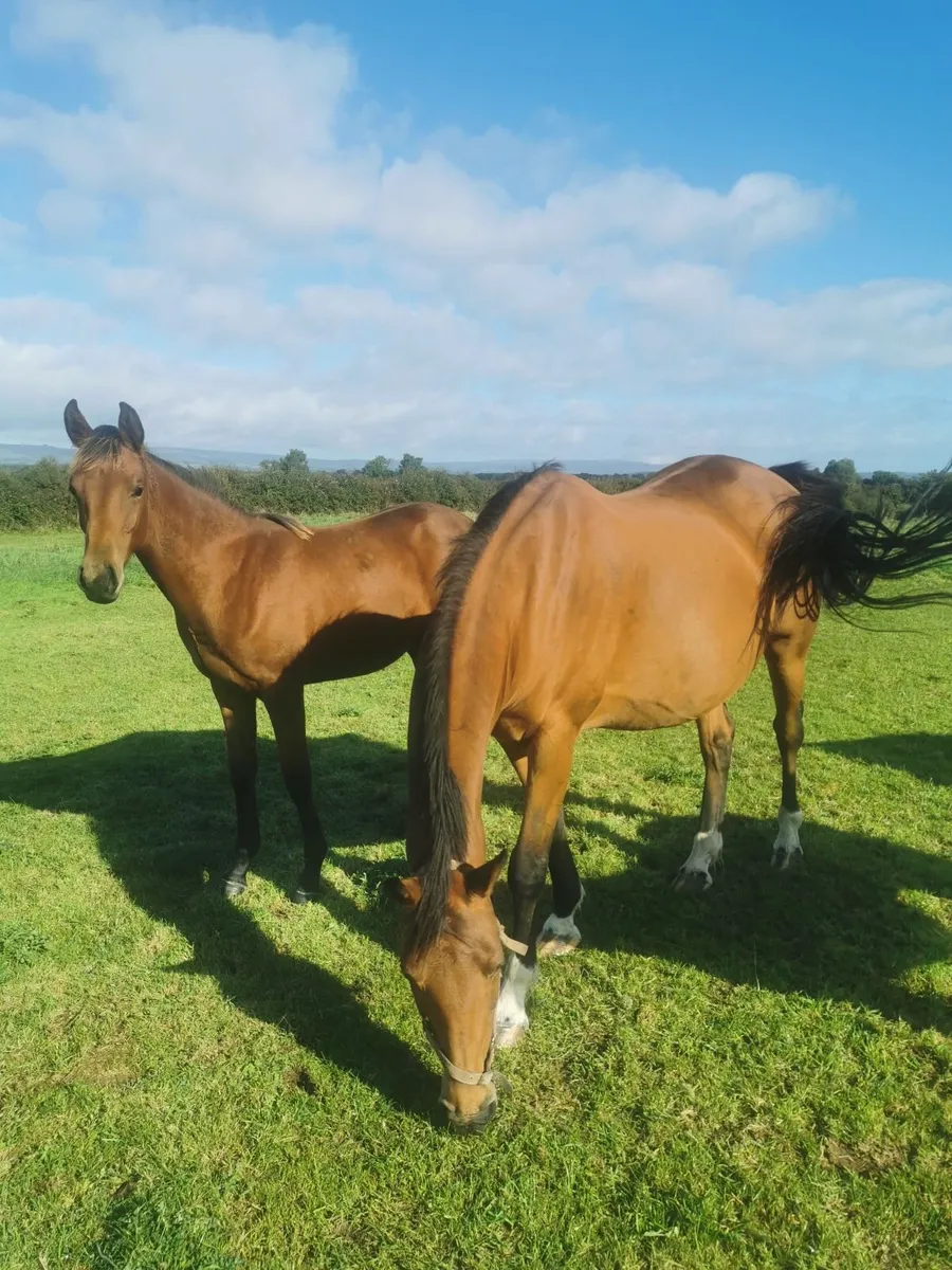 Quality Mare - Image 2