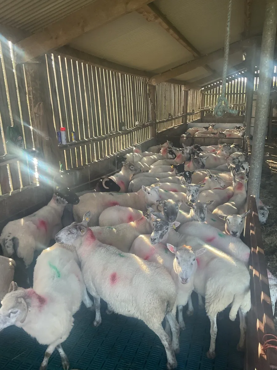 Full mouth ewes - Image 1