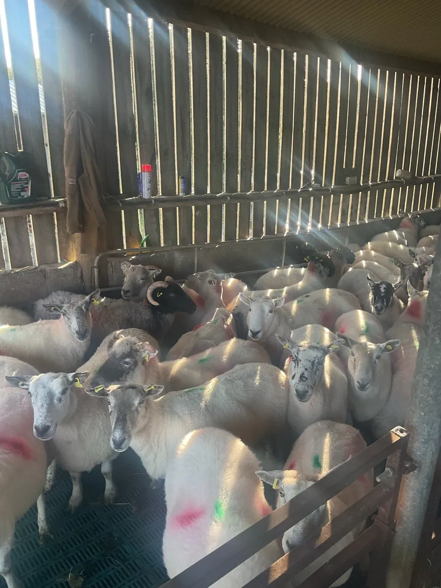 Full mouth ewes - Image 2