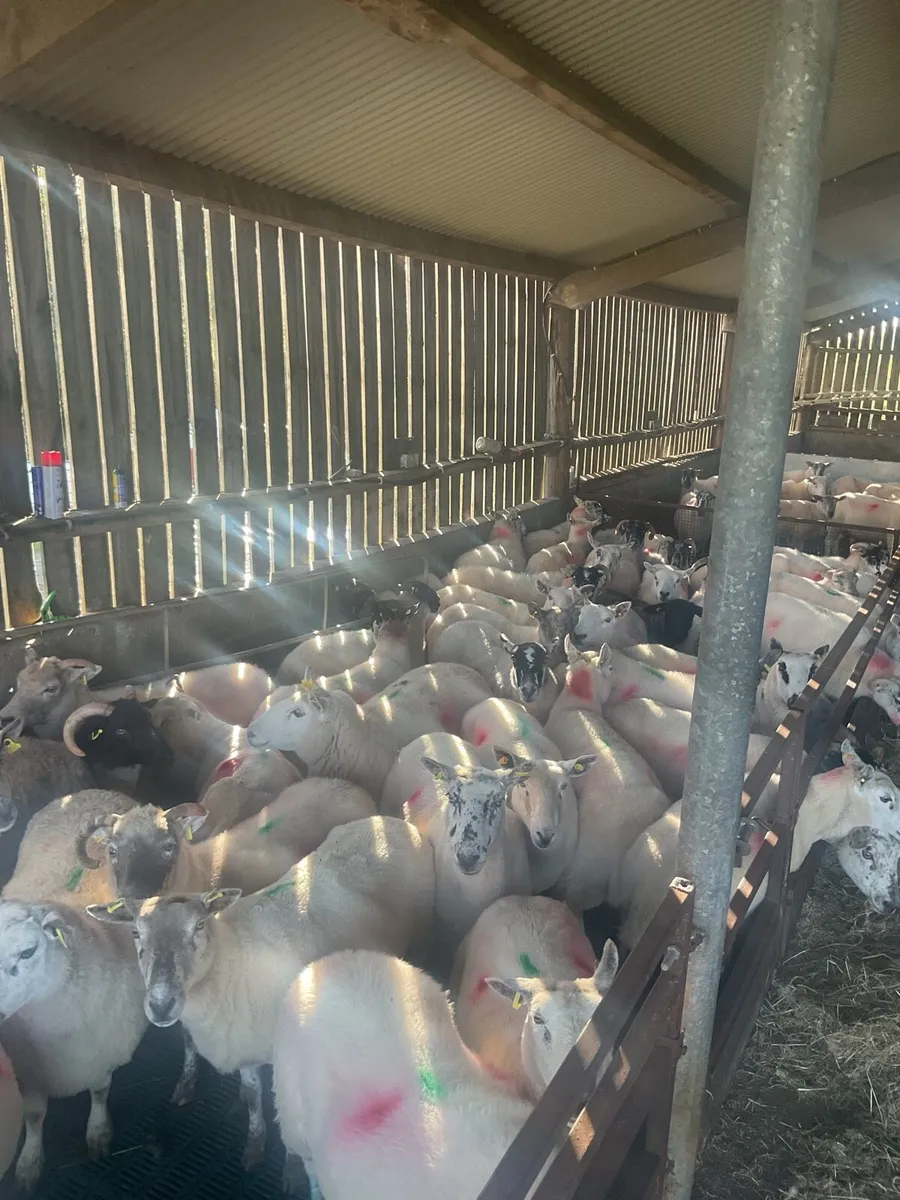 Full mouth ewes - Image 3