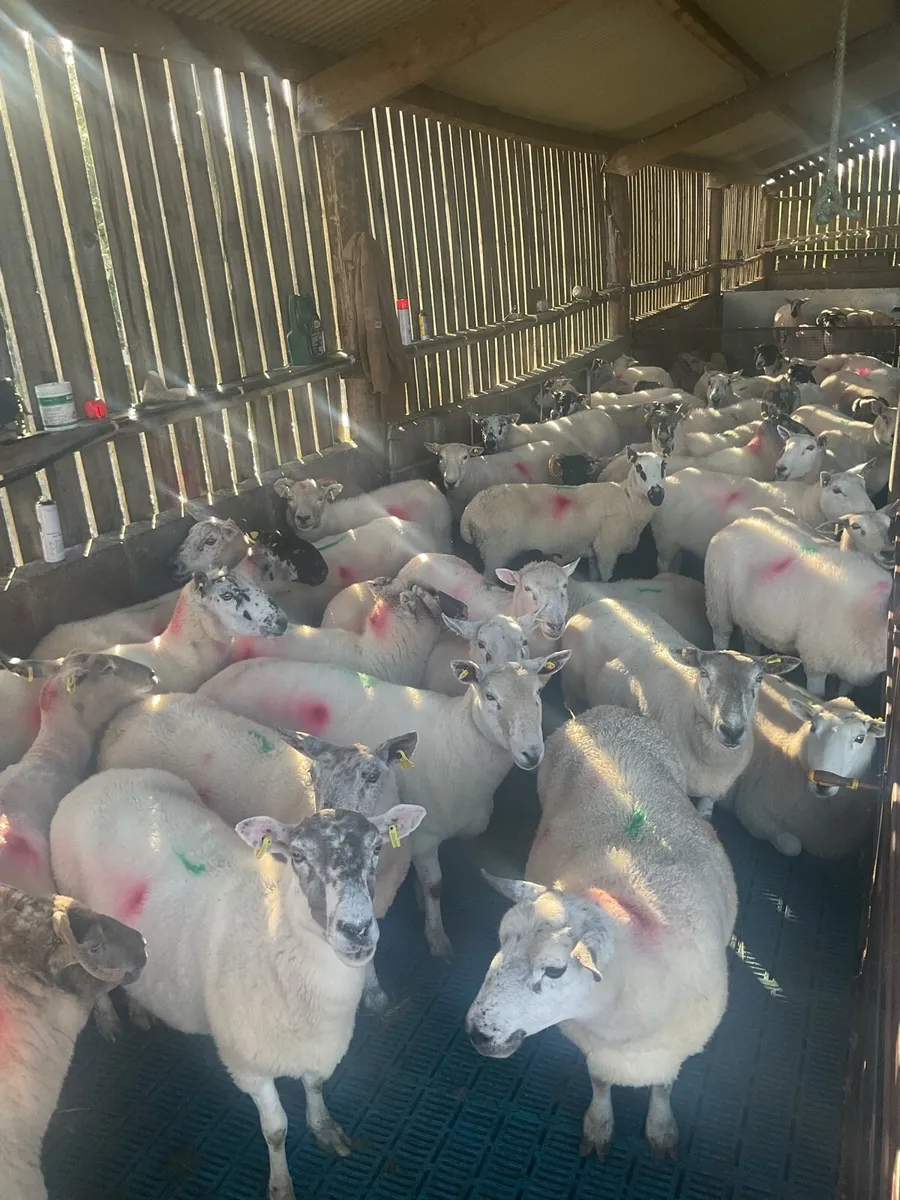 Full mouth ewes - Image 4