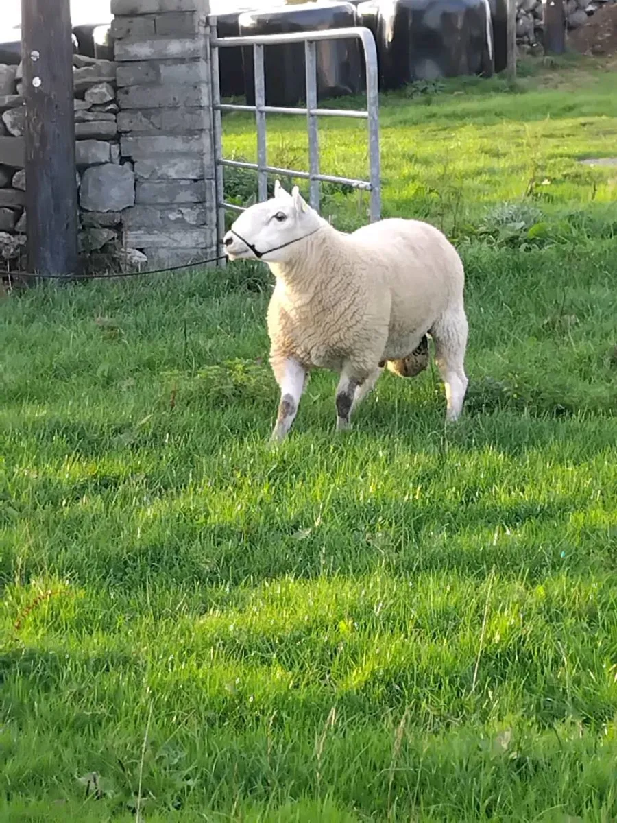 Cheviot hogget ram and Cheviot ram lamb - Image 3