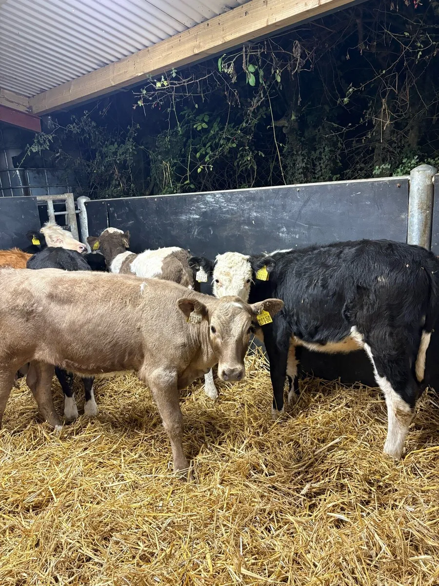 15 smashing heifer Weanlings for sale - Image 2