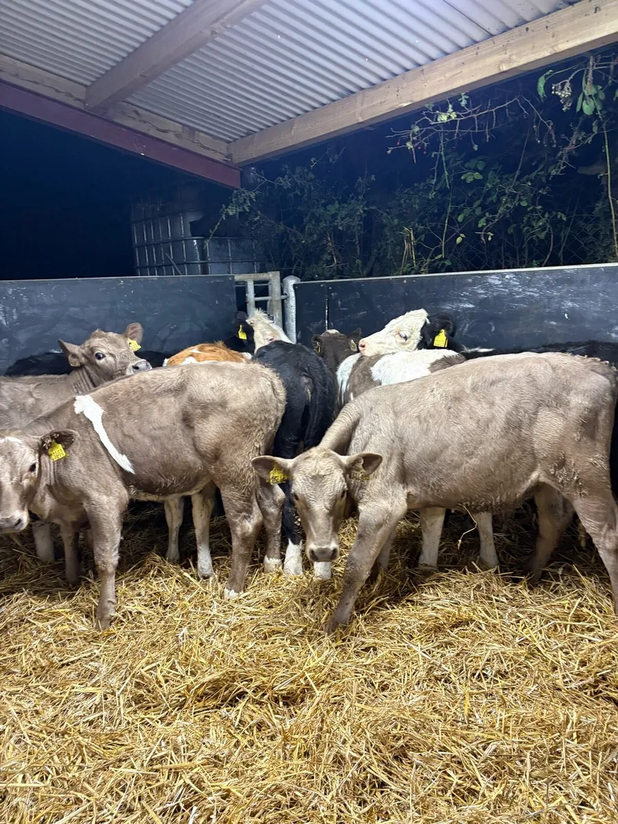 15 smashing heifer Weanlings for sale - Image 3