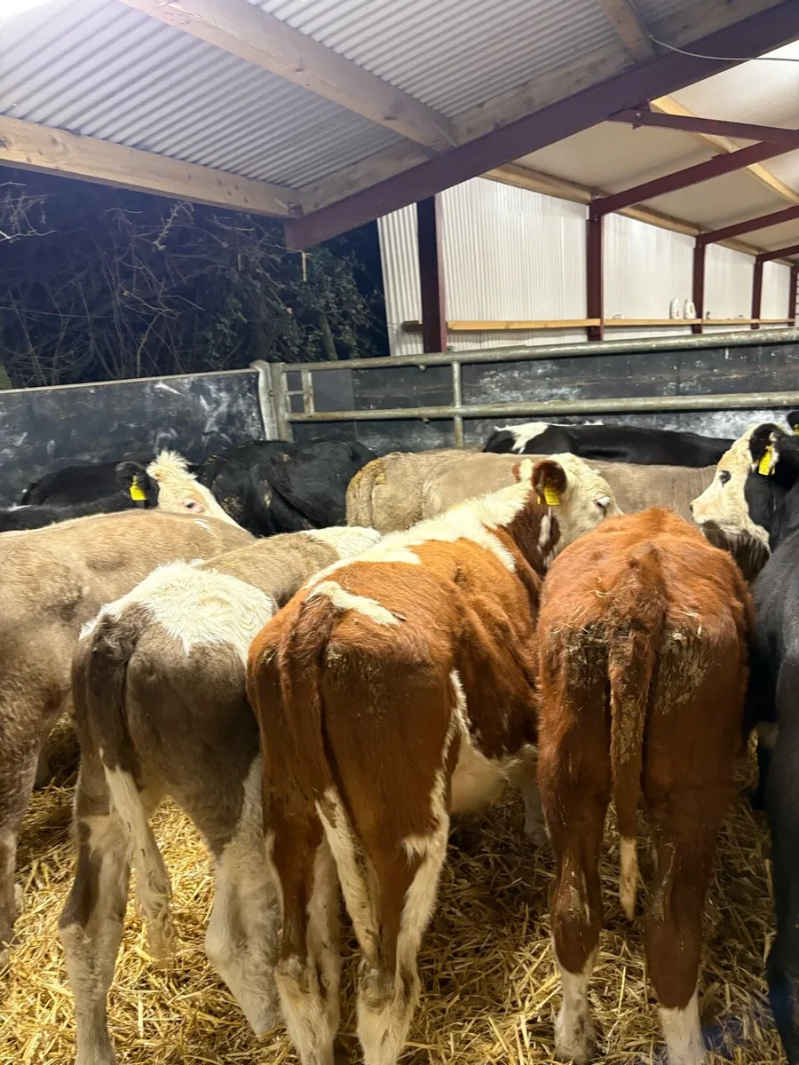 15 smashing heifer Weanlings for sale - Image 4