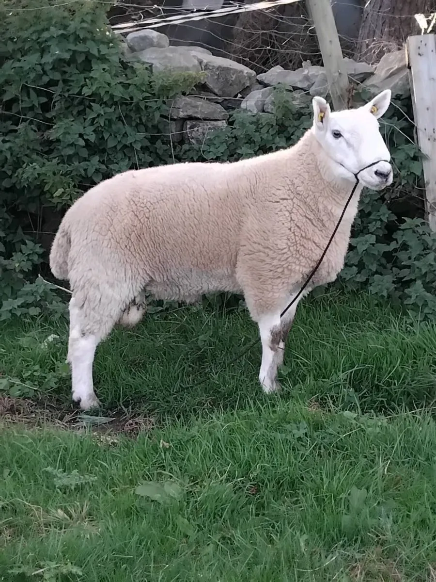 Cheviot hogget ram and Cheviot ram lamb - Image 1