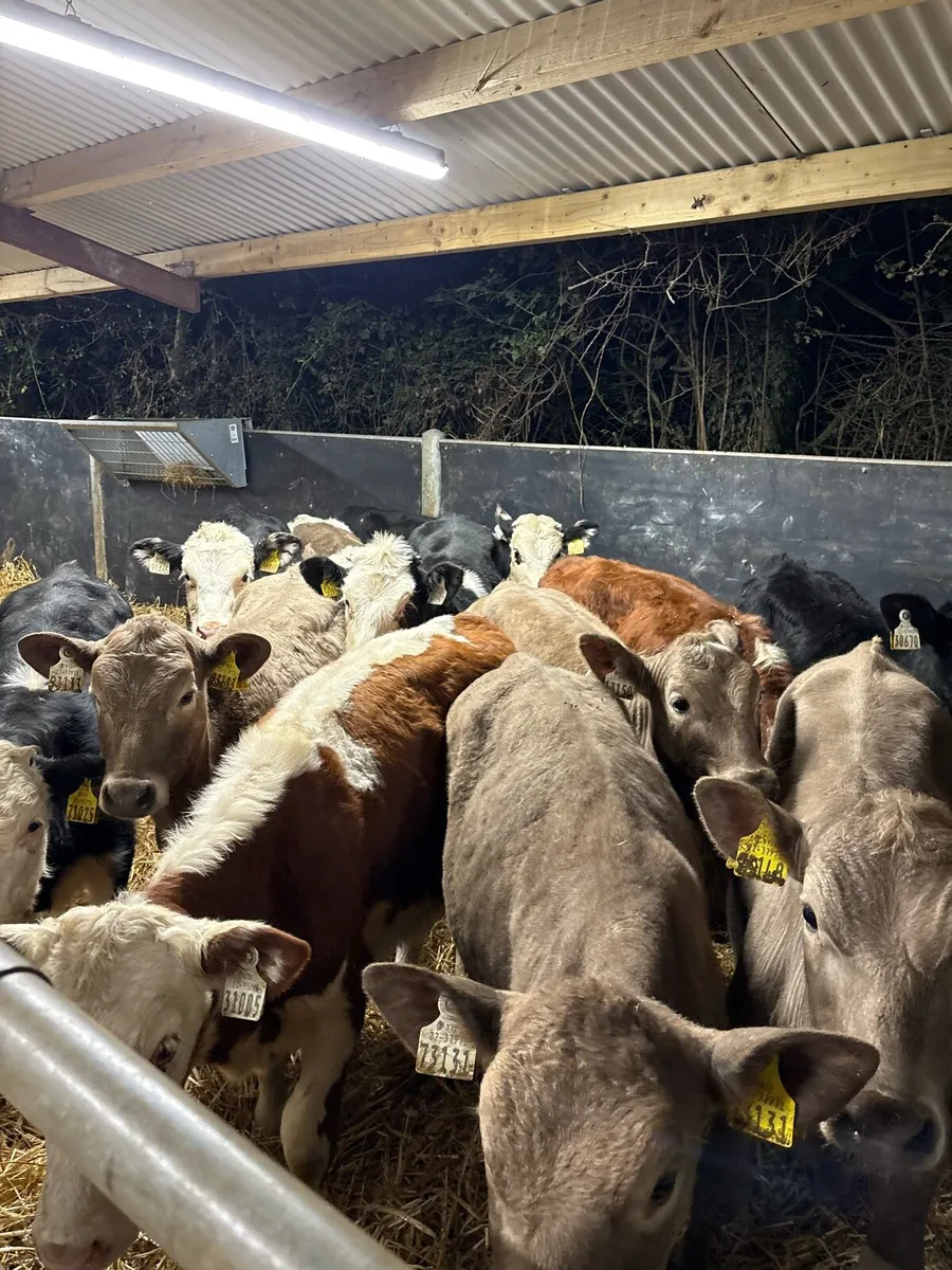 15 smashing heifer Weanlings for sale - Image 1