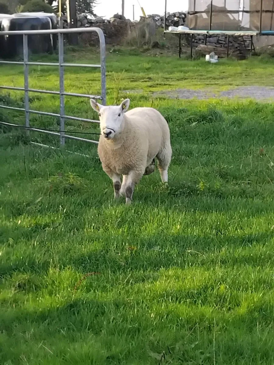 Cheviot hogget ram and Cheviot ram lamb - Image 2