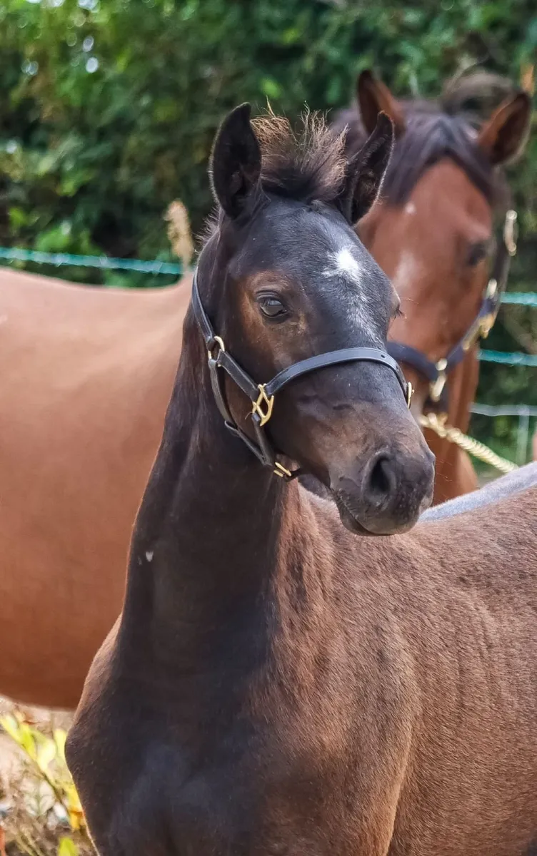 COLT  X CORNET OBLINSKEY X DIAMONT DE SEMILLY - Image 2