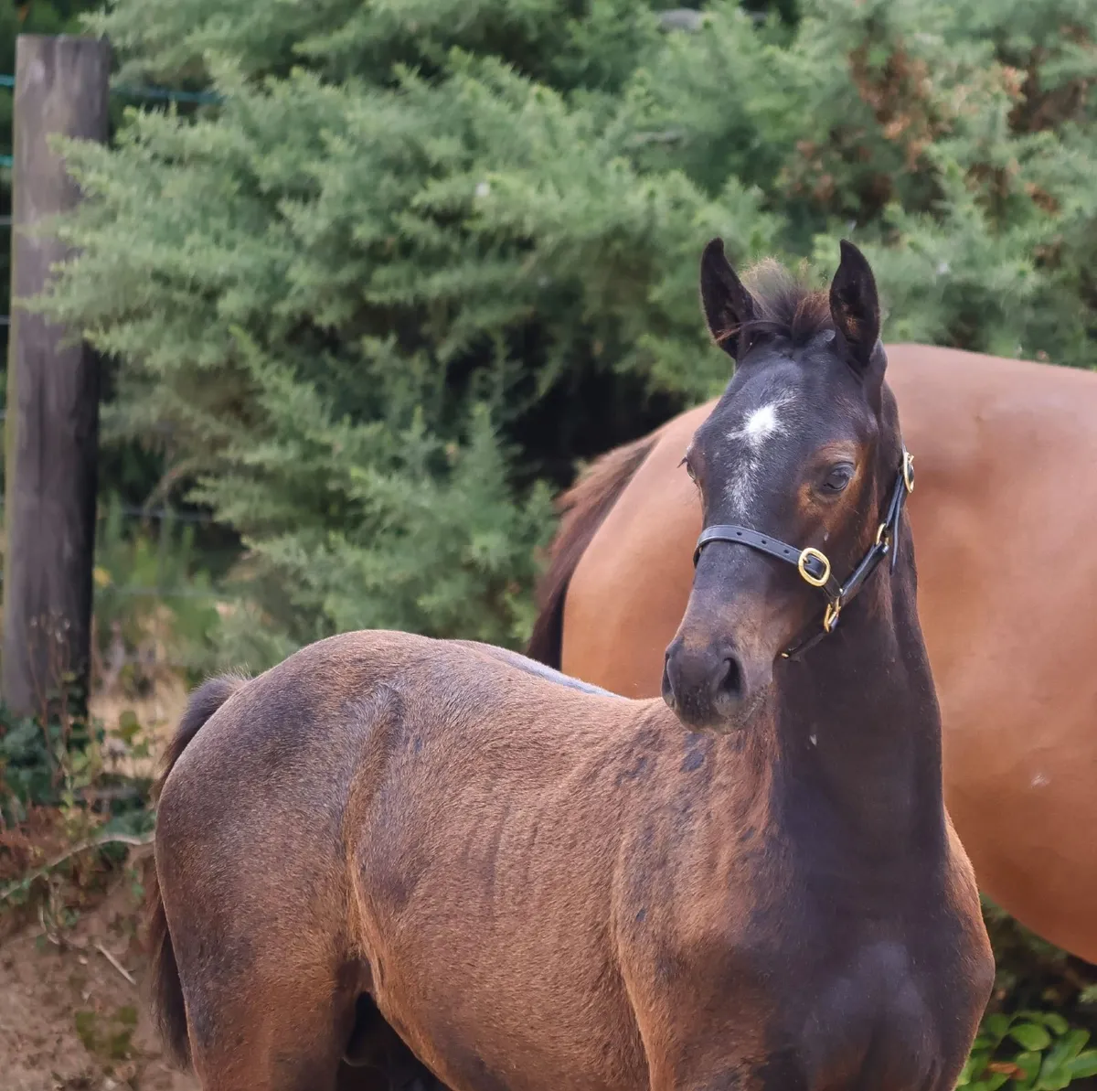 COLT  X CORNET OBLINSKEY X DIAMONT DE SEMILLY - Image 3