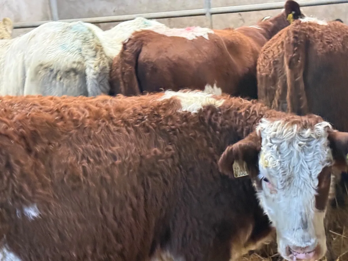 3 SUPER SUCKLER RED HEREFORD HEIFERS ( 250 KGS) - Image 2
