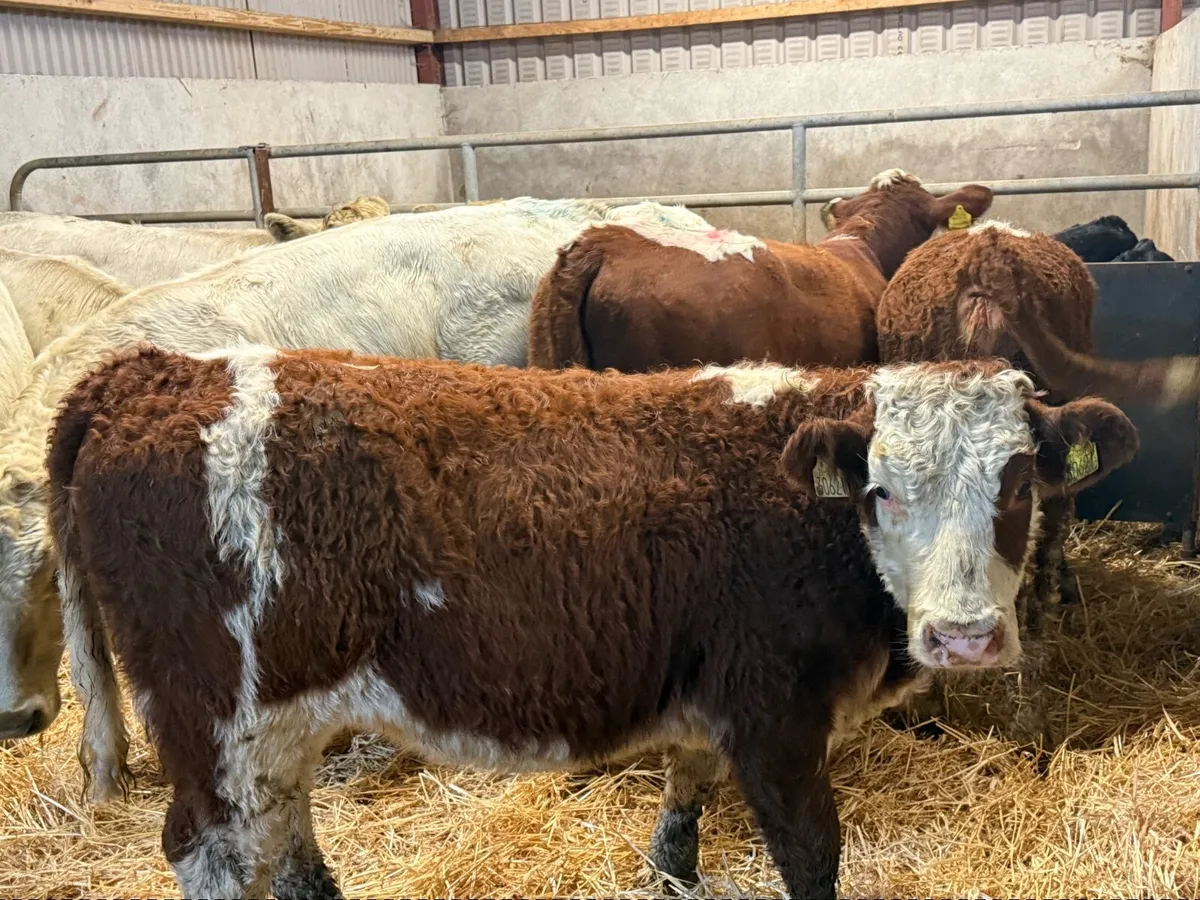 3 SUPER SUCKLER RED HEREFORD HEIFERS ( 250 KGS) - Image 3