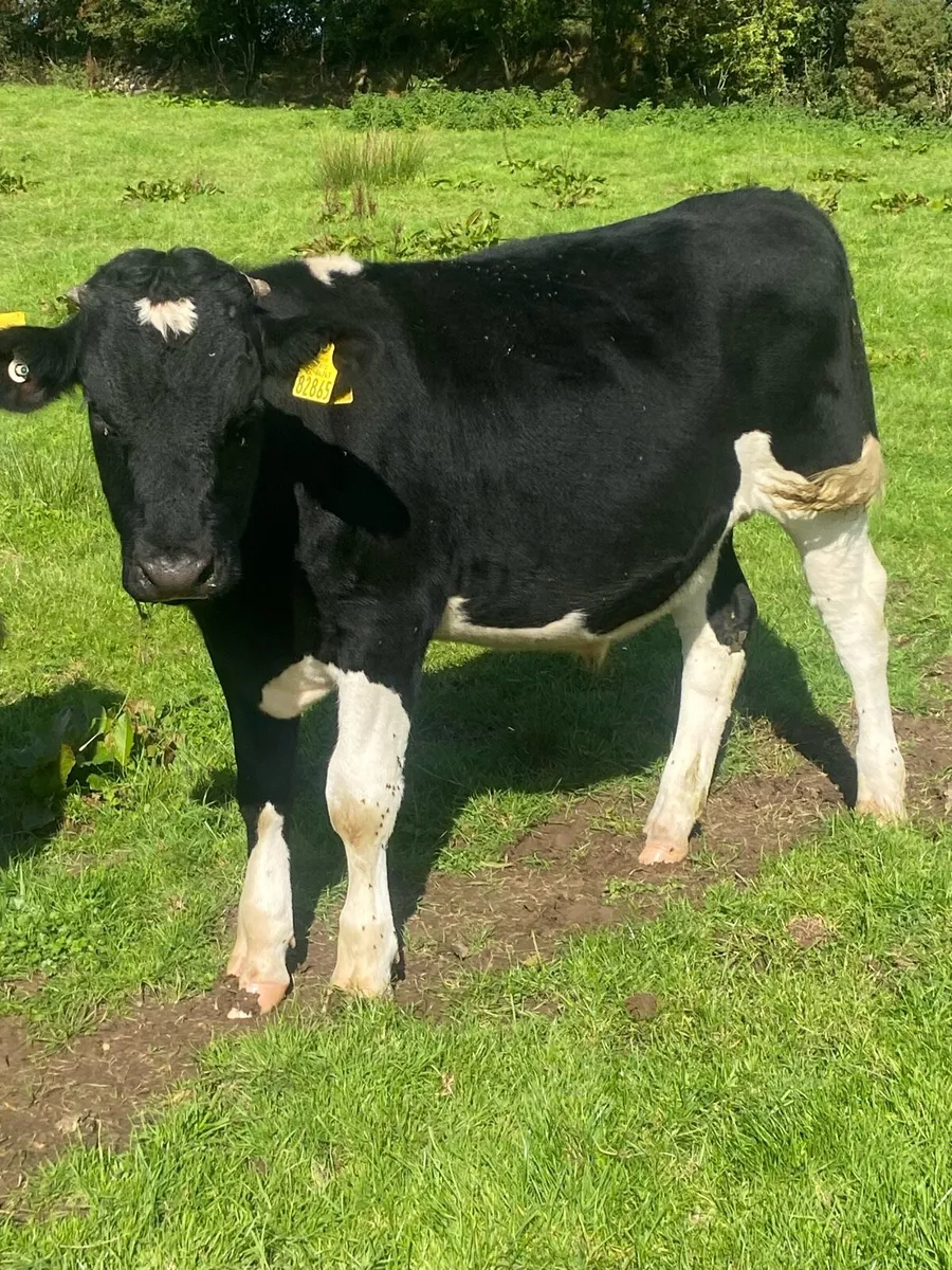 15 runners . AA / Hereford/ Friesian - Image 1